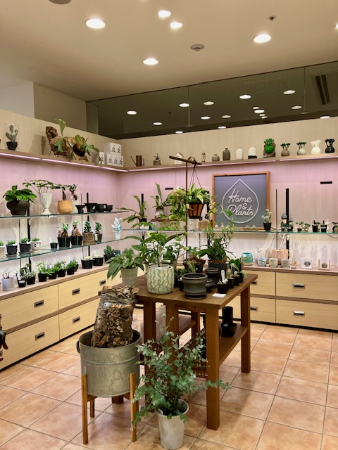 観葉植物専門店『Home＆Plants』POP UP SHOP OPEN！